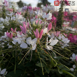 男人和女人日皮做爱男人爬女人身上舔皮图片视频
